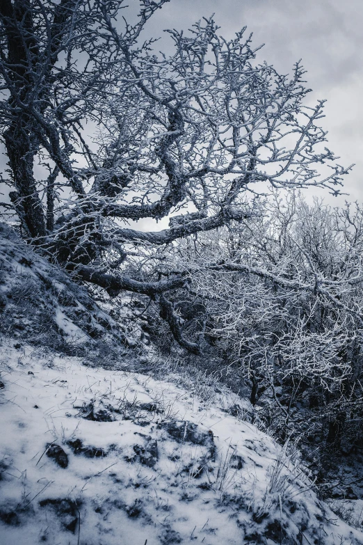 a snowy hill with a barren tree on the top