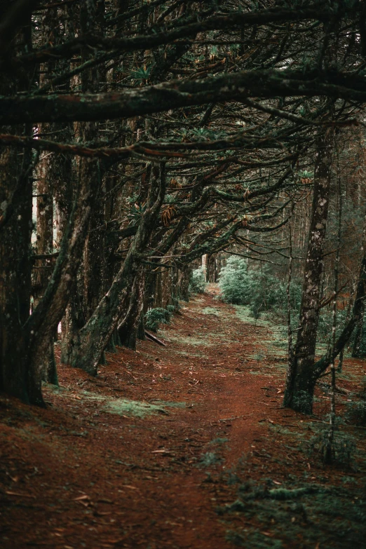 the woods have a dirt pathway going through them