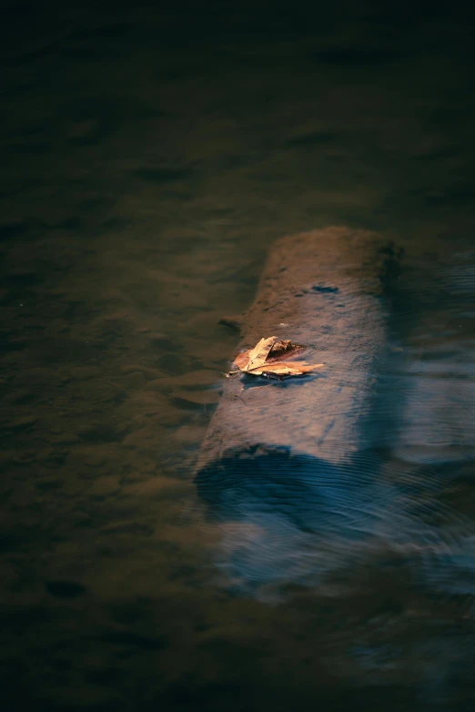 the shadow of a leaf in the water