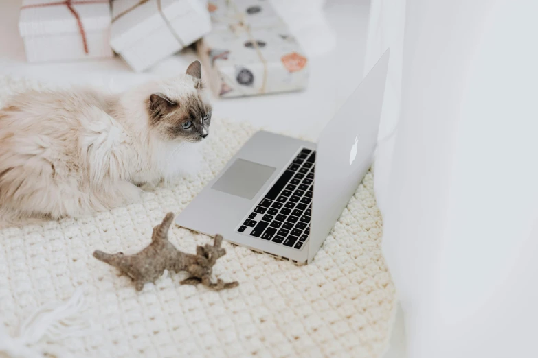 a cat is on a blanket near a computer