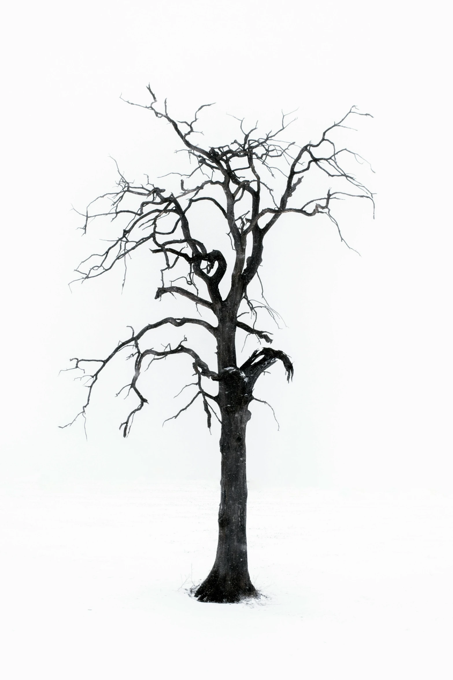 a tree with no leaves standing in the snow