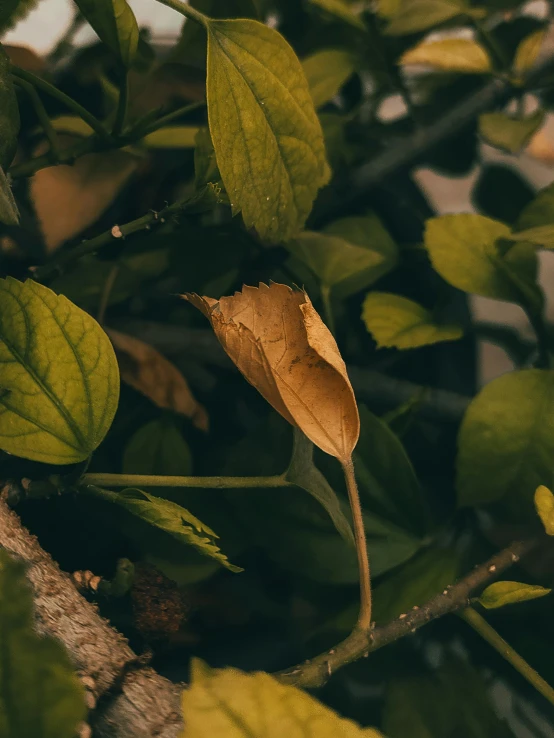 the leaves are dying off of the plant