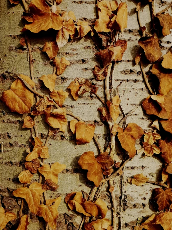 the bark of a tree has fallen leaves on it