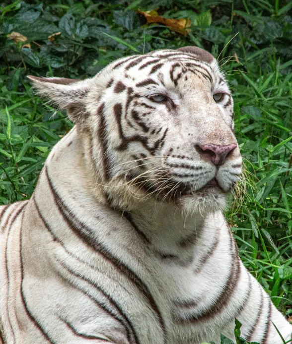 a white tiger is resting on a rock