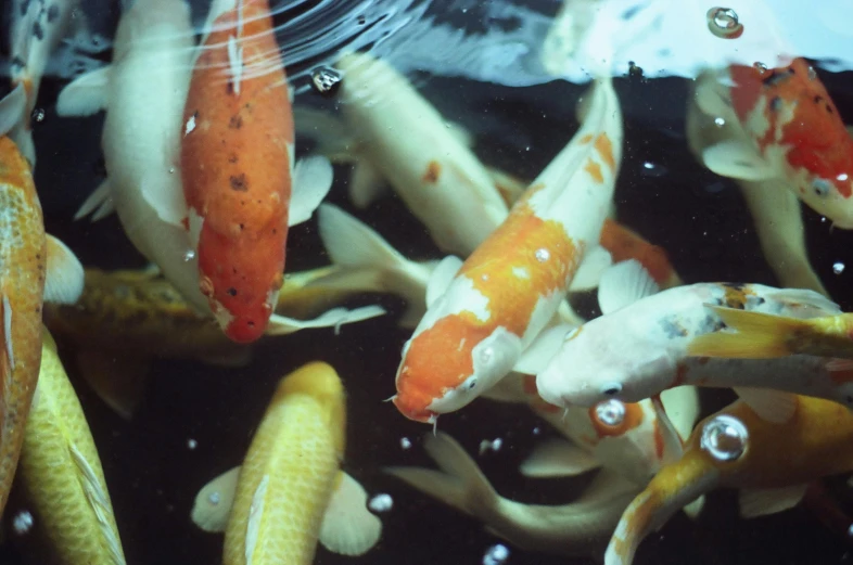 an assortment of different fish swimming in a bowl