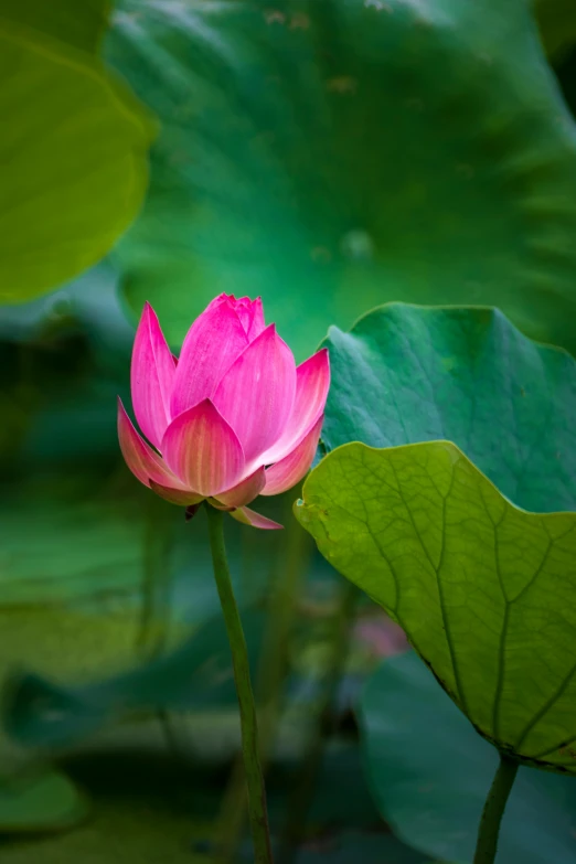 there is a pink flower that grows on the water