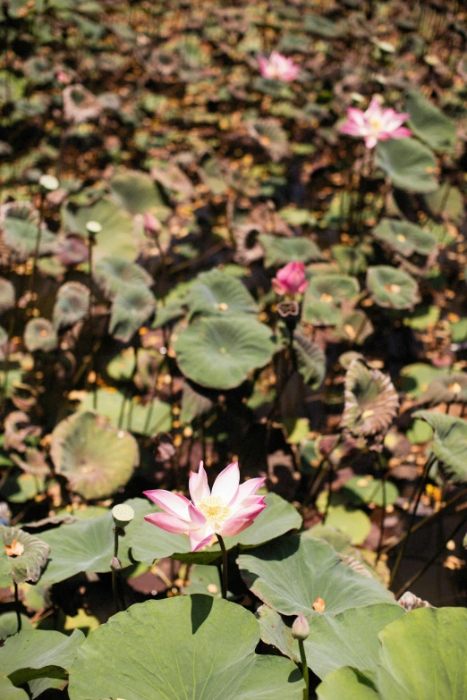pink flowers with green leaves in the foreground