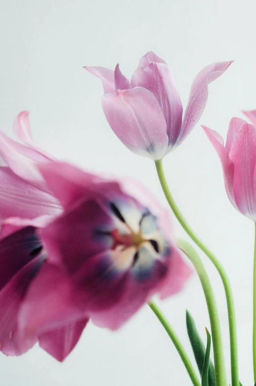 three purple tulips are shown with the center blossom