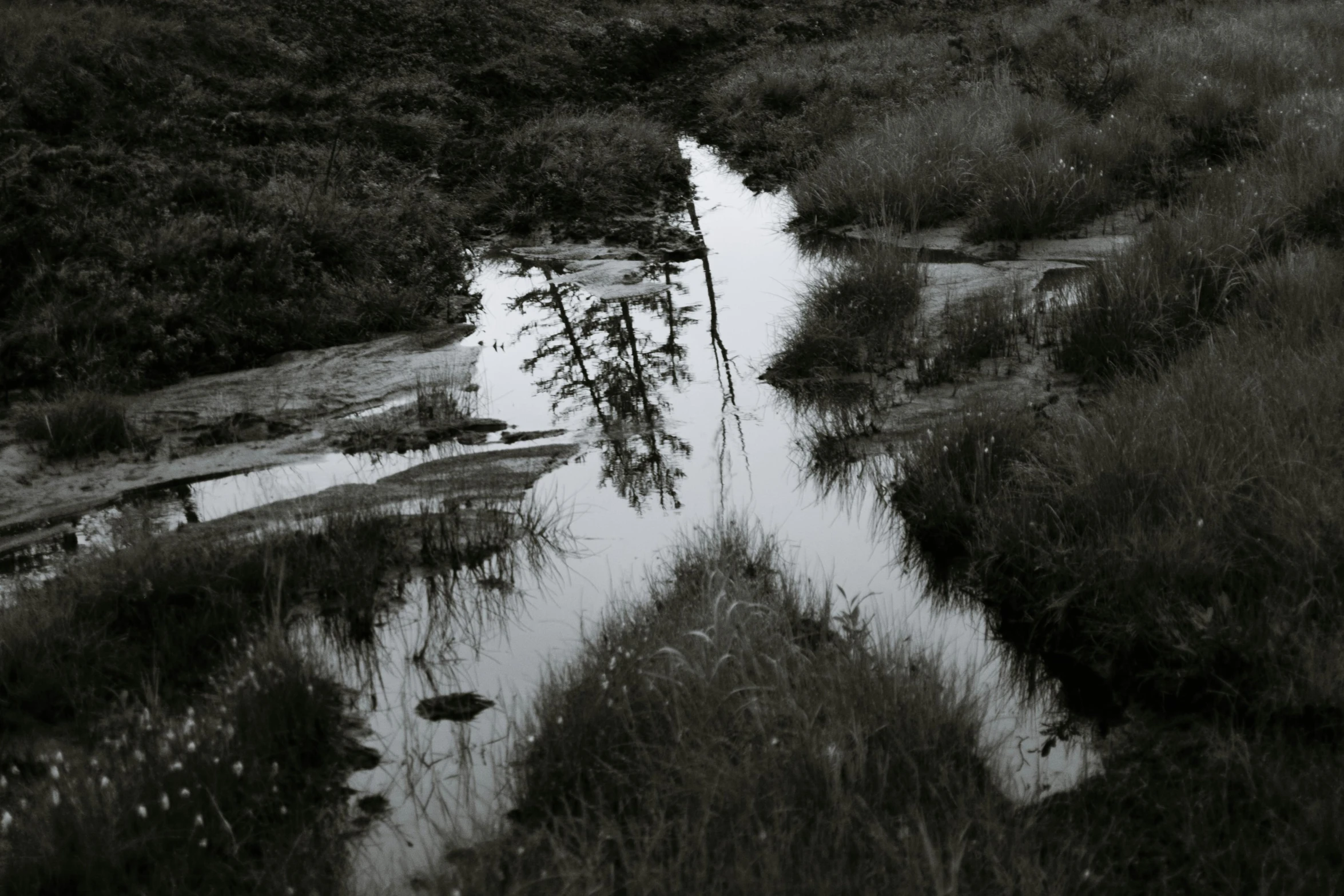 black and white po of swampy area with tree