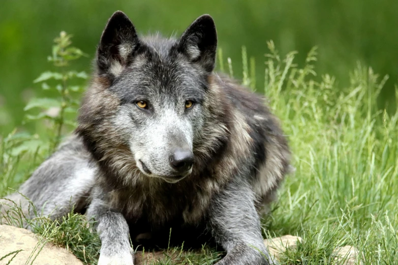 the gray wolf is laying down in the tall grass