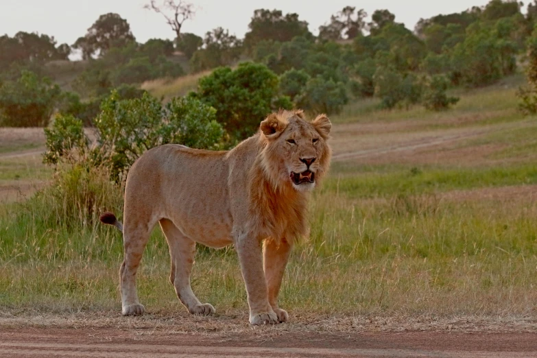 a lion is walking on a dirt road near a field