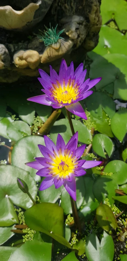 two purple waterlilies sitting on a lily pad