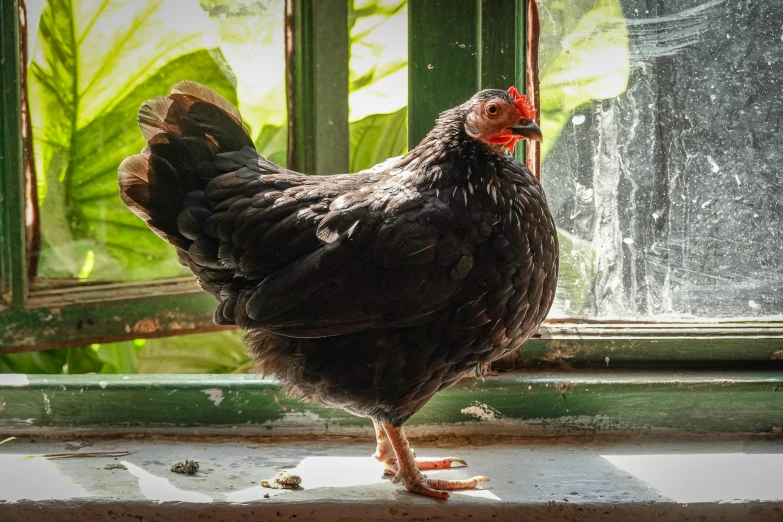 a large chicken stands outside a window in the morning