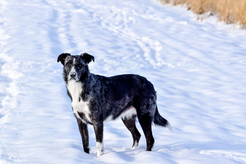 a black and white dog standing on top of snow covered ground