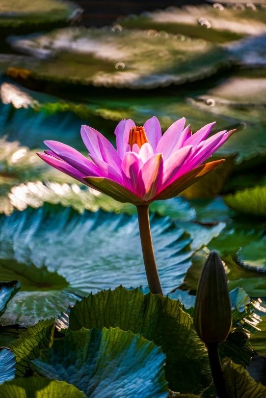 the large flower is in bloom along with leaves