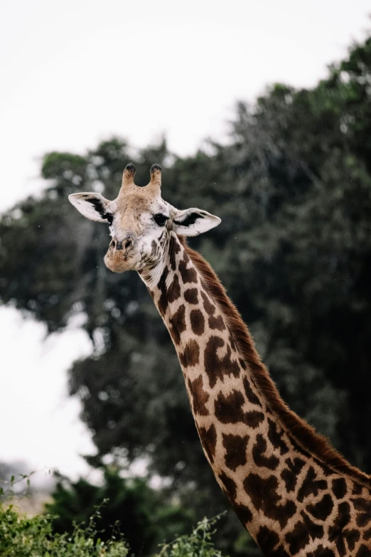 a giraffe stands between two tall trees