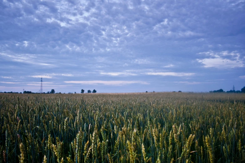 a large field of tall green grass under a blue sky