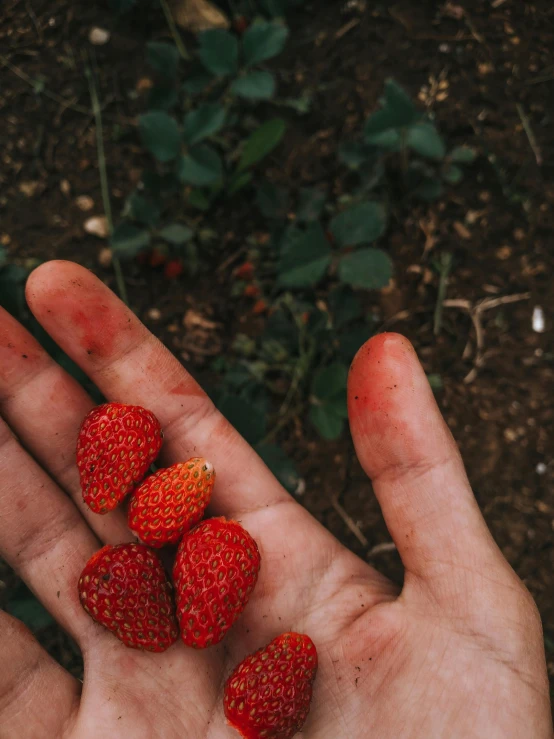 a hand holding strawberries covered in dirt