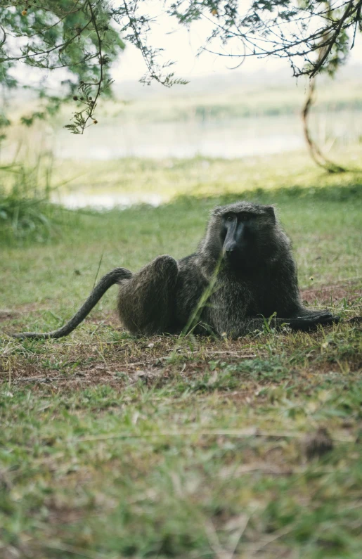 a small animal sitting in the grass near some water