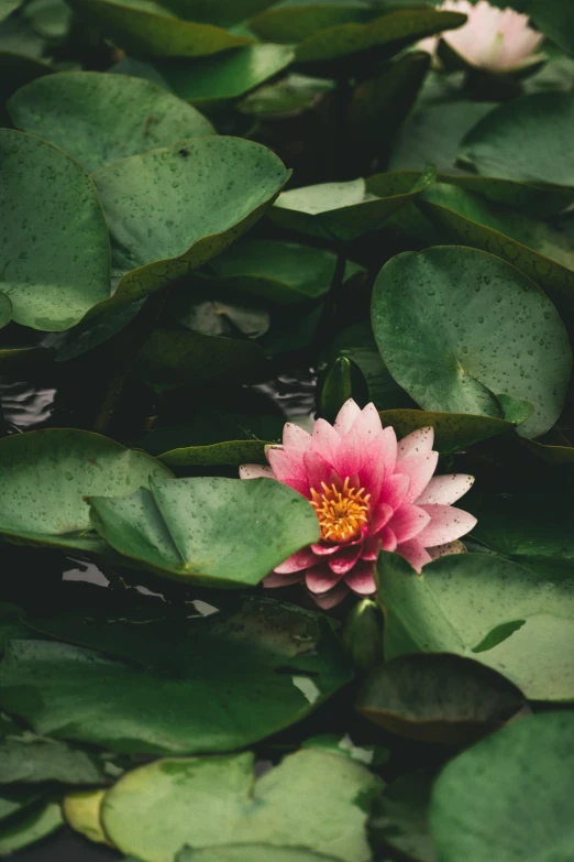 a pink flower sitting on the end of a pond