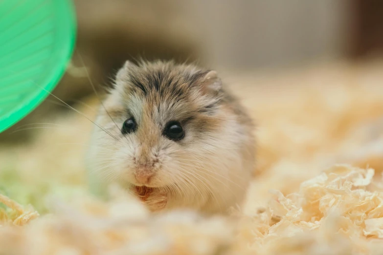 the hamster is playing on the carpet with the green toy