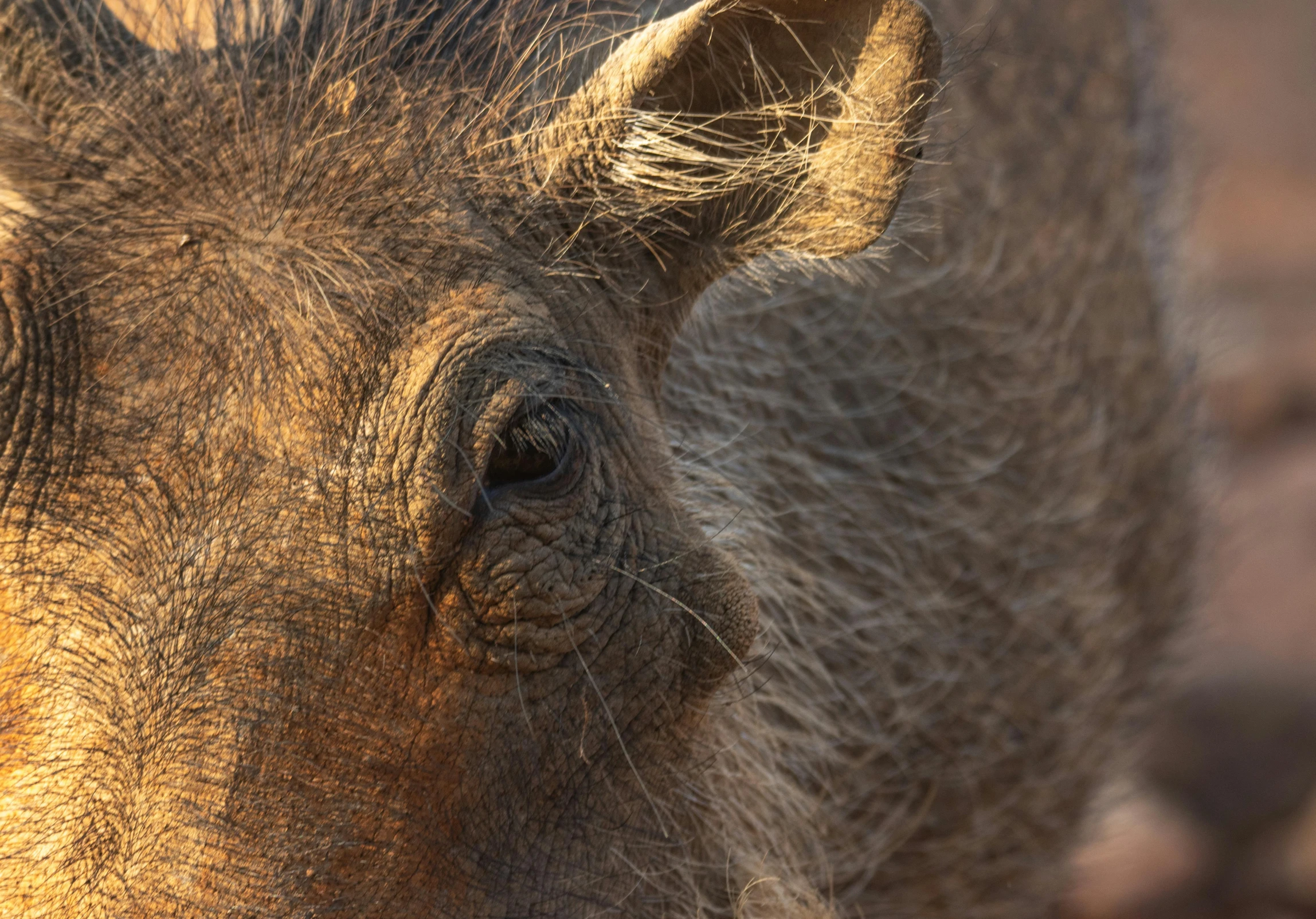 the nose and face of an animal with it's mane curled up