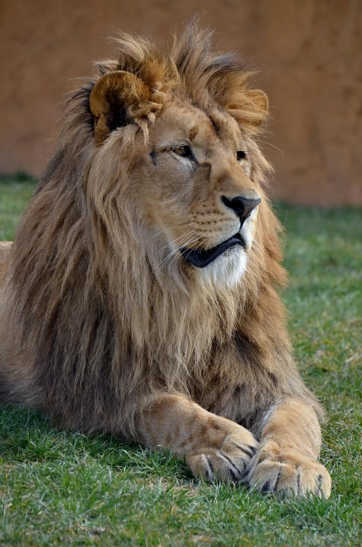 lion laying in the grass next to a wall