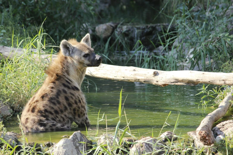 a close up of a hyena near water