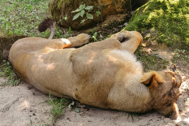 a close up of a animal laying on the ground