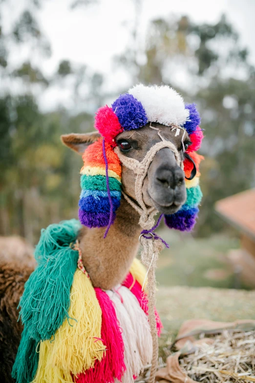 a close up of a llama with multi - colored hair