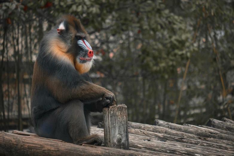 a monkey that is sitting down on some logs