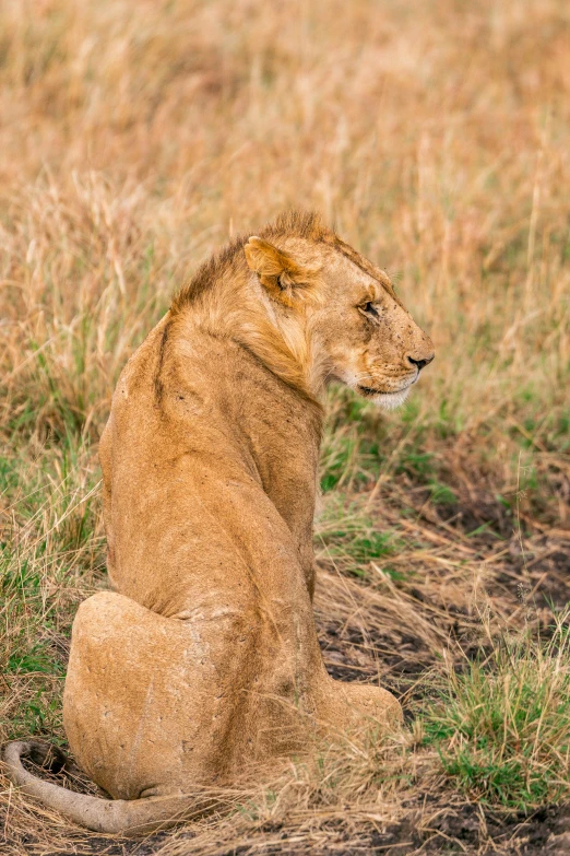 a lion sitting on the ground in the grass