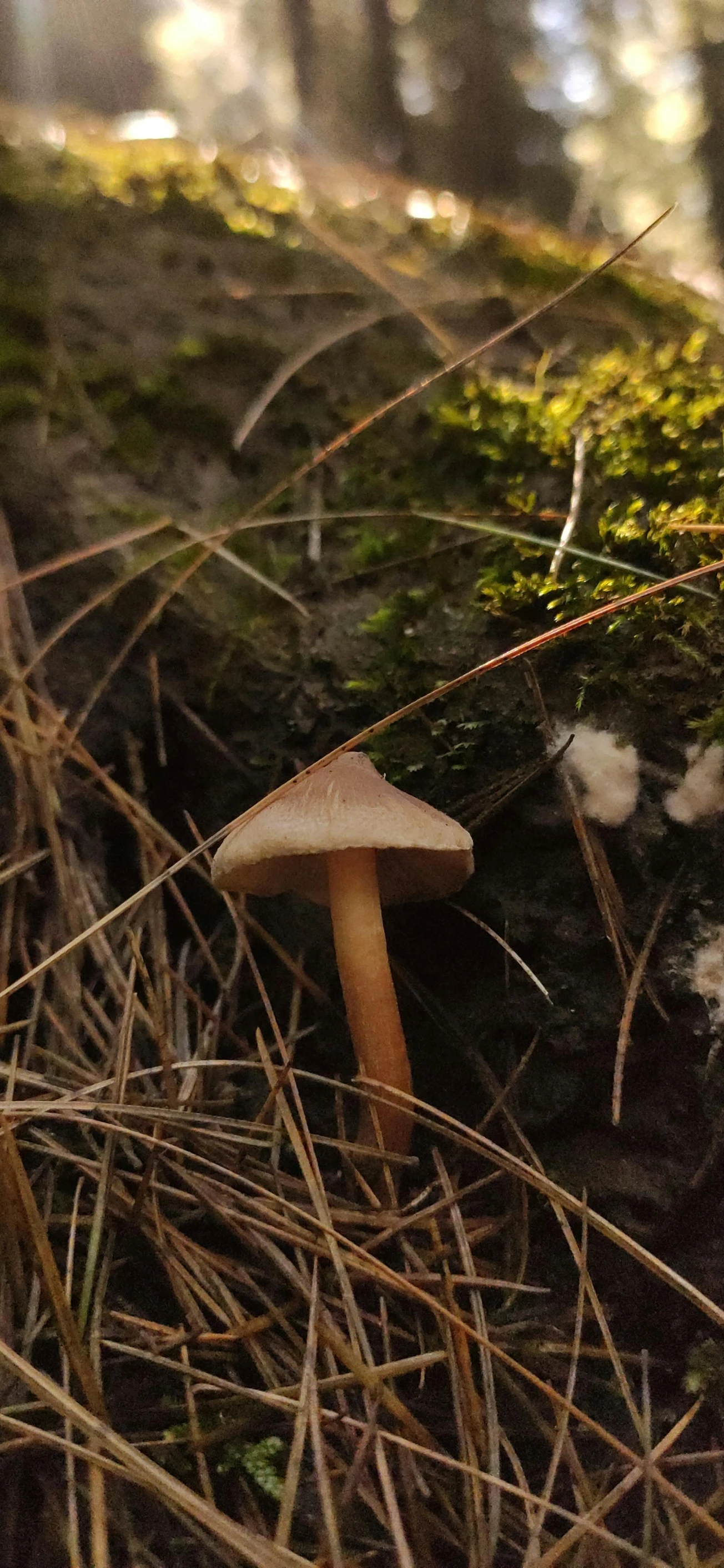 there is a small mushroom growing on the moss