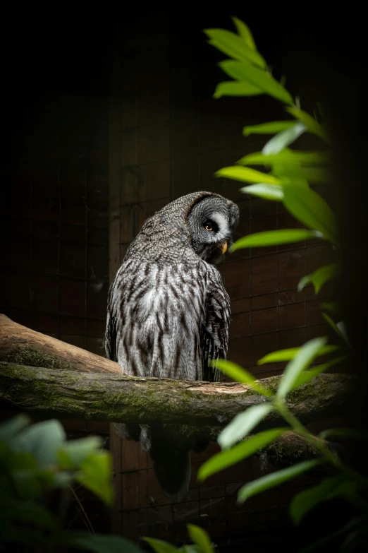 a grey owl is perched on a tree nch