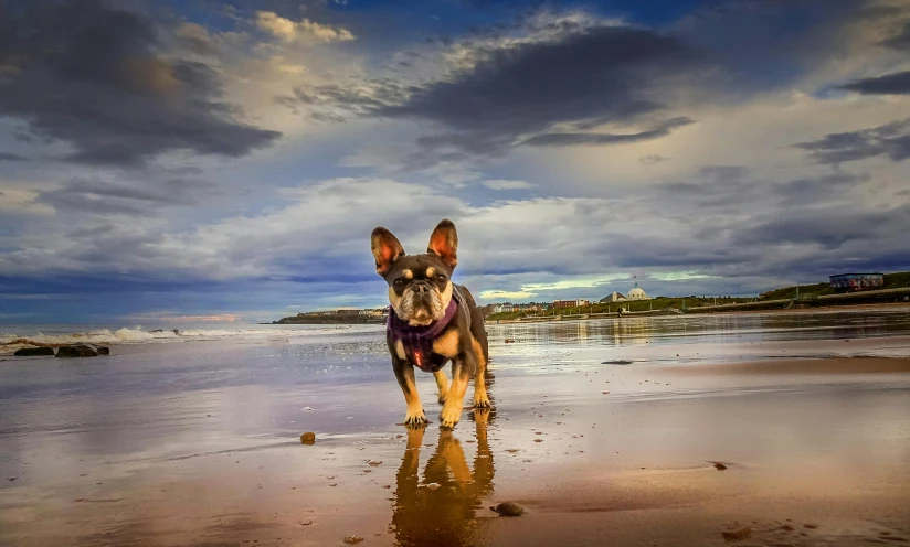 the dog is standing on the beach near water