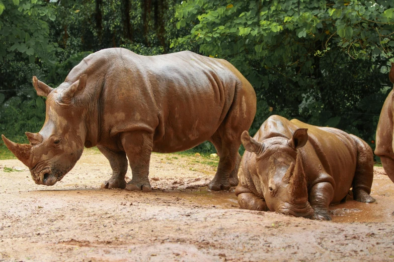 a couple of rhino standing on top of a dirt field