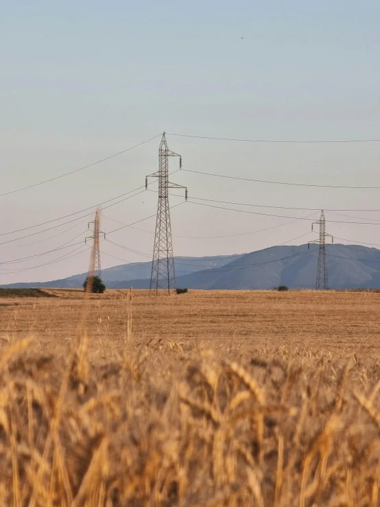 a field of wheat that is ready for the harvest