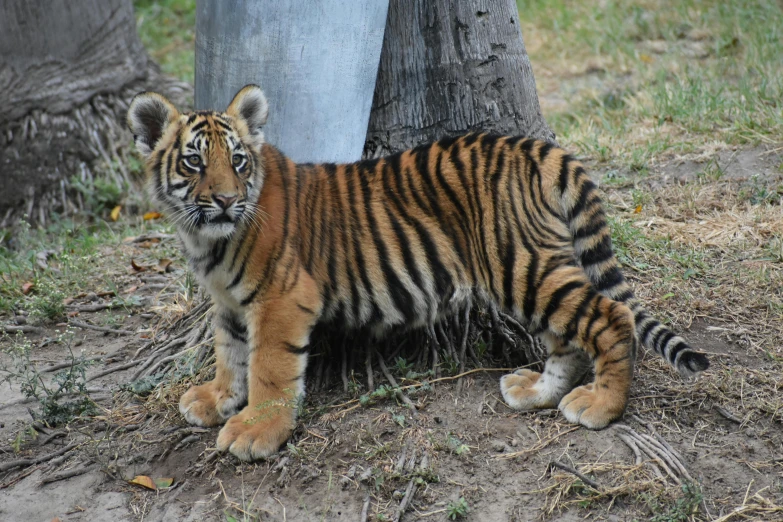 a tiger cub is sitting on the ground in front of a tree