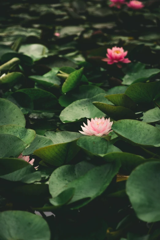 some green and pink water plants and flowers