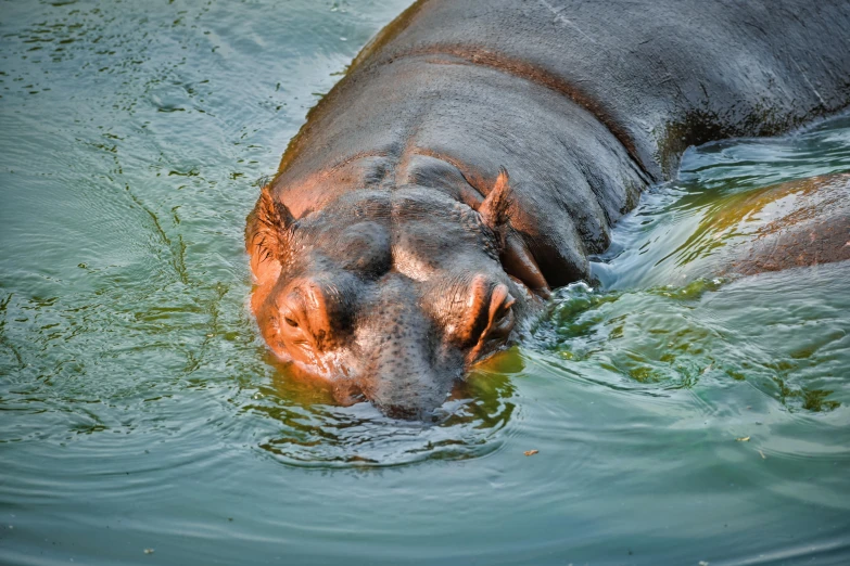 hippo is swimming alone and having a bit of some fun