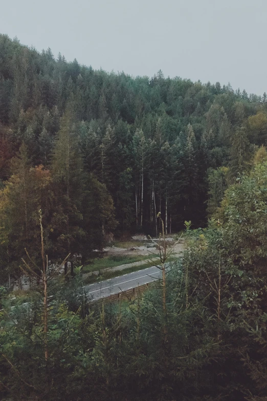 a dirt road passing through a forest filled with trees