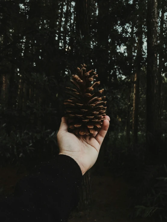 a hand holding up a small pine cone in a forest