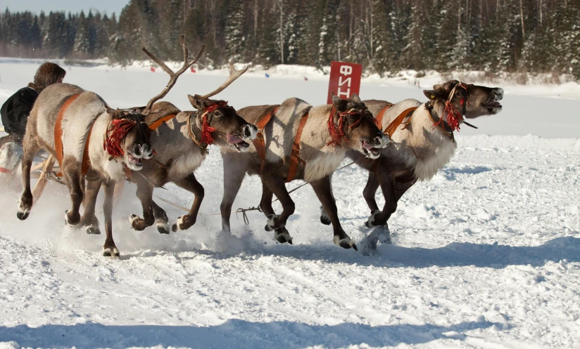 a man on the sleigh with a dog sleigh race