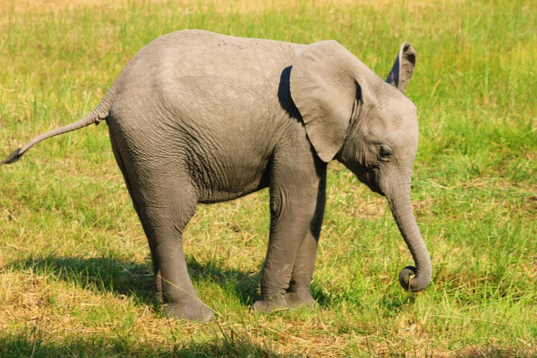 small elephant with legs and neck bent standing in an open field