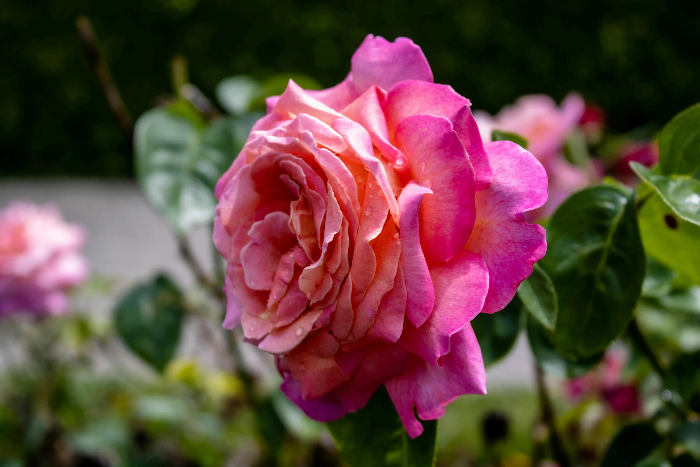 a pink rose that is blooming in the garden