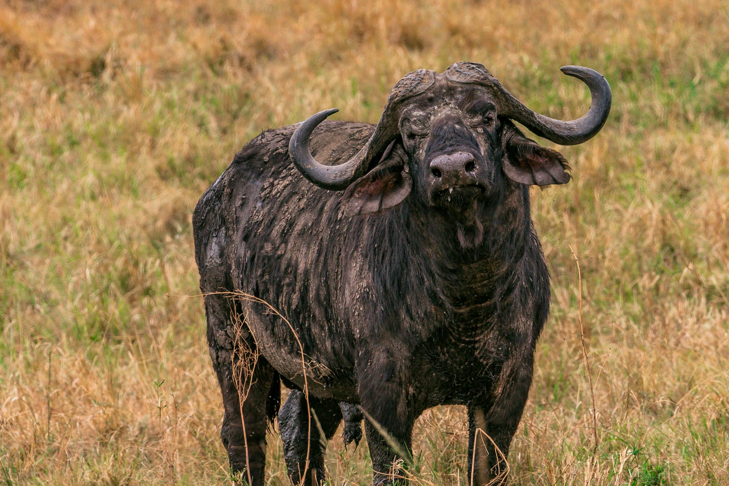 a big horned animal with very long horns