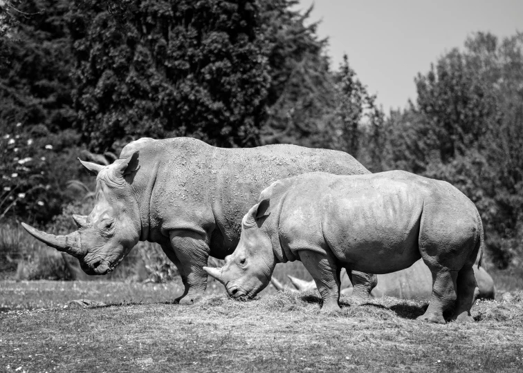 two rhinos standing in the grass near trees