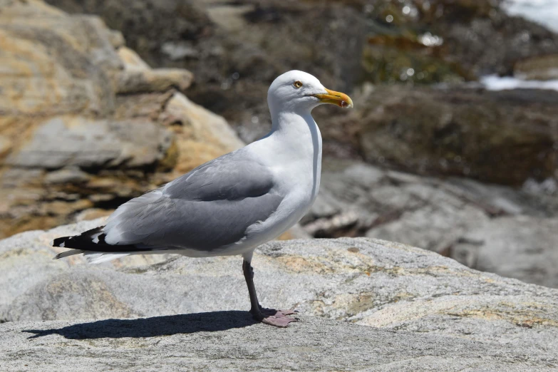 a seagull standing on the side of a rock by some water