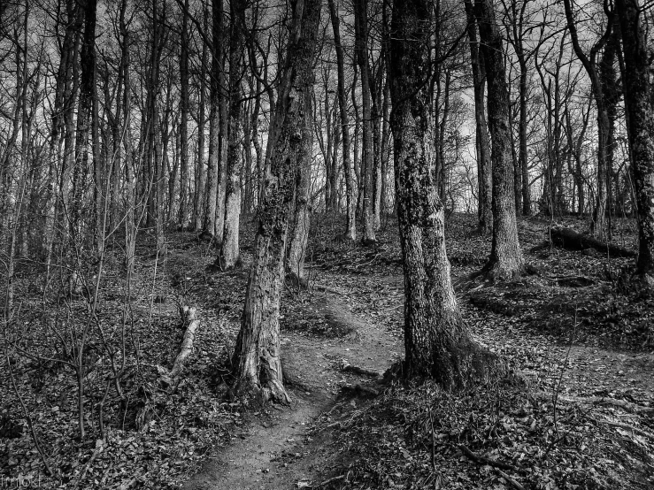 a narrow path through a forest in the night