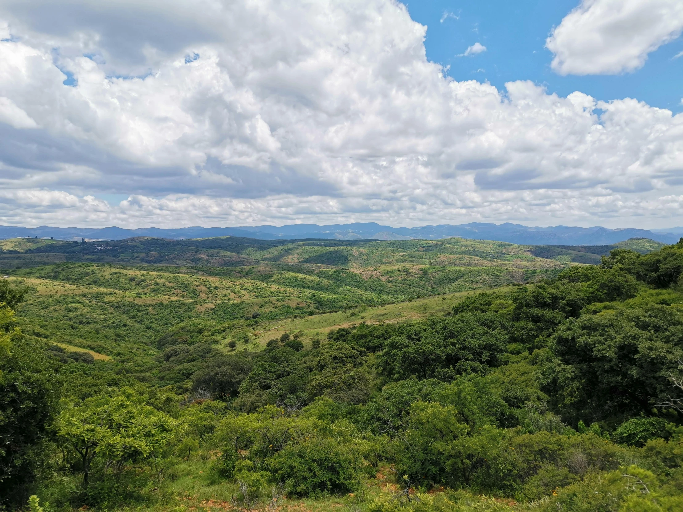 a panoramic view over a lush green forest